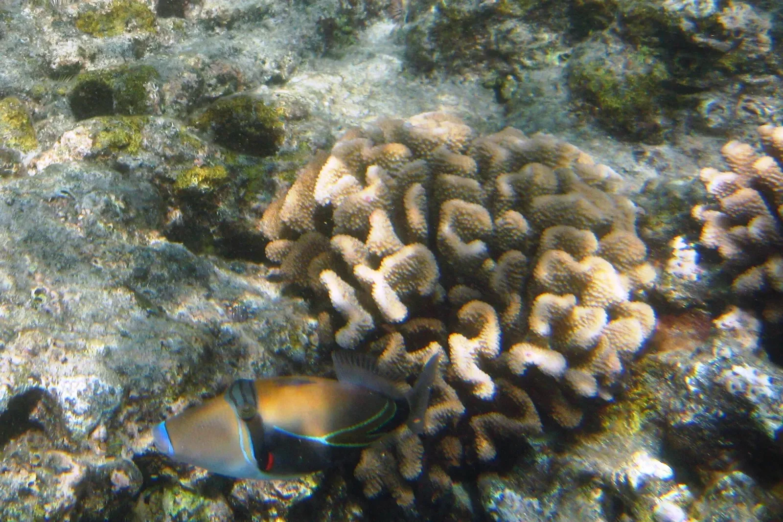 A reef triggerfish noses along a mound of finger coral on the wall in Kealakekua Bay — Kona.