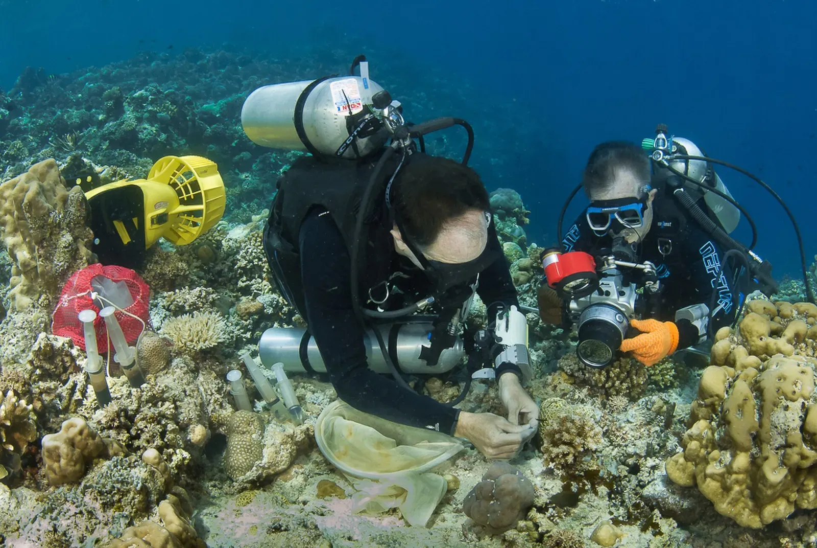 Divers photograph and survey a coral reef in Cenderawasih Bay