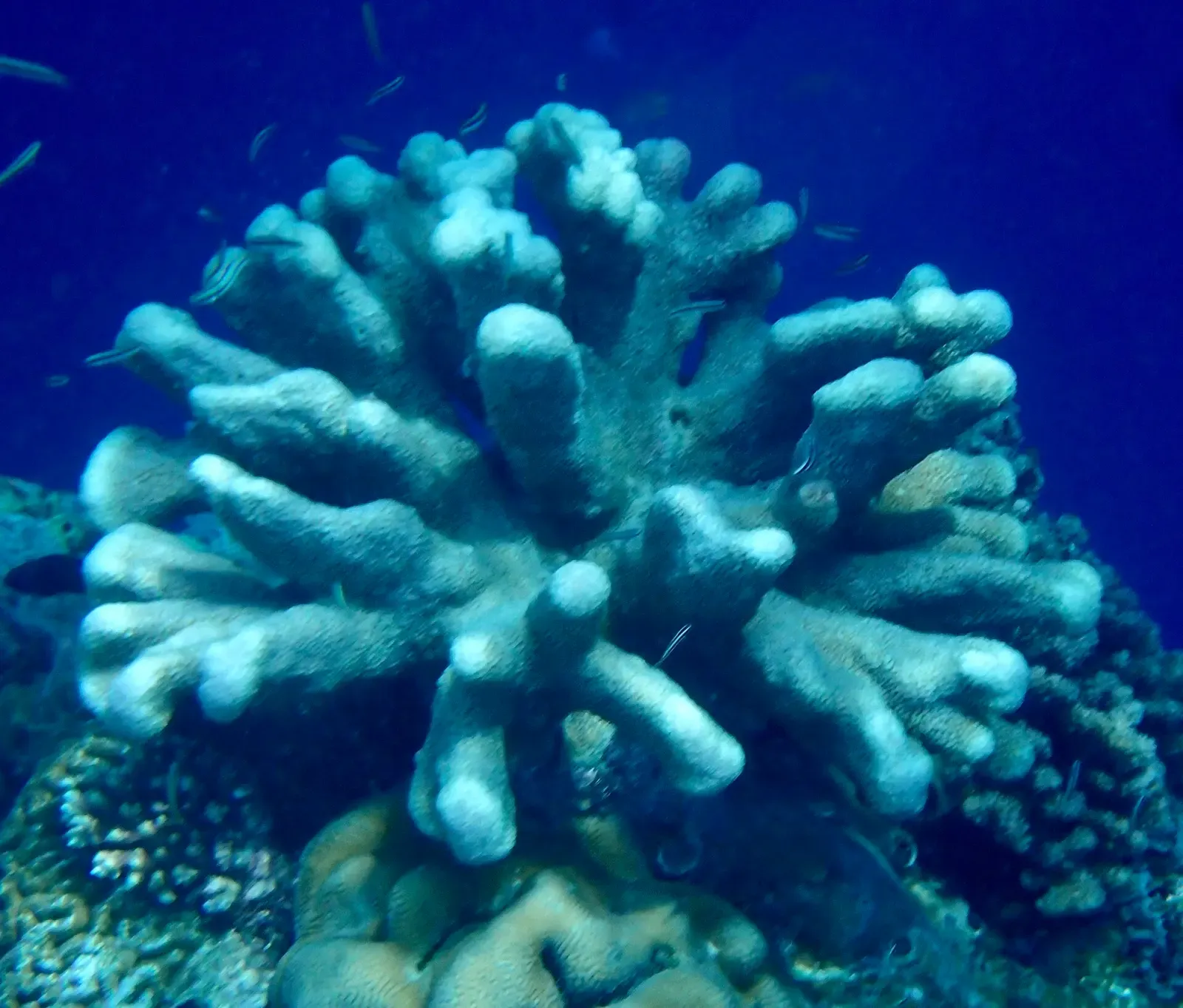 Catch bowl coral head in blue water on the reef near Mike's Point — Bunaken