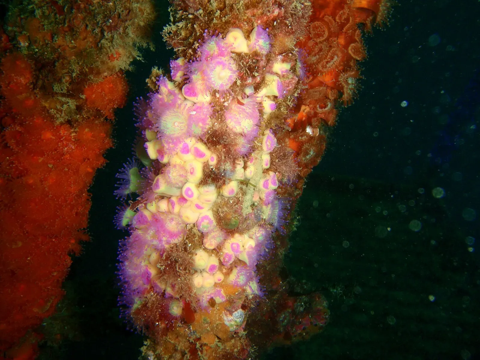 Jewel anemones covering part of the HMNZS Canterbury wreck — Bay of Islands