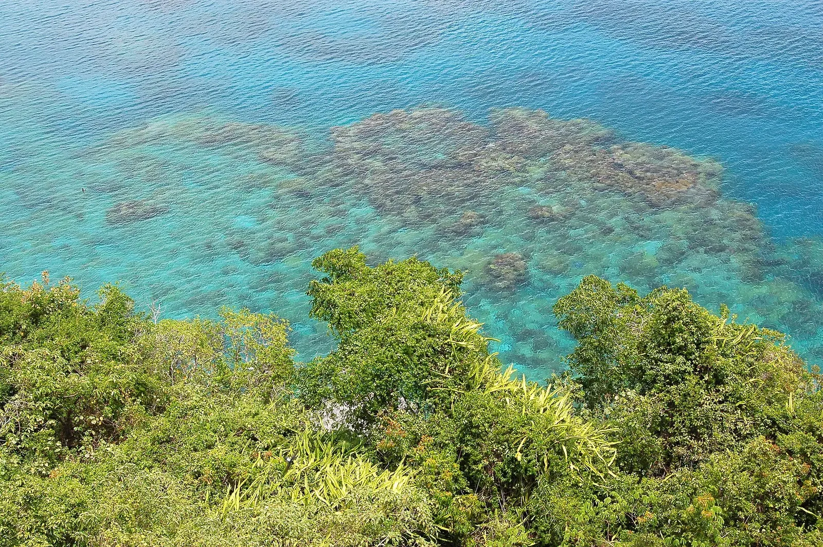 Turquoise shallows with dark patches of coral reef seen from above, past green bushes on a clifftop — Lifou