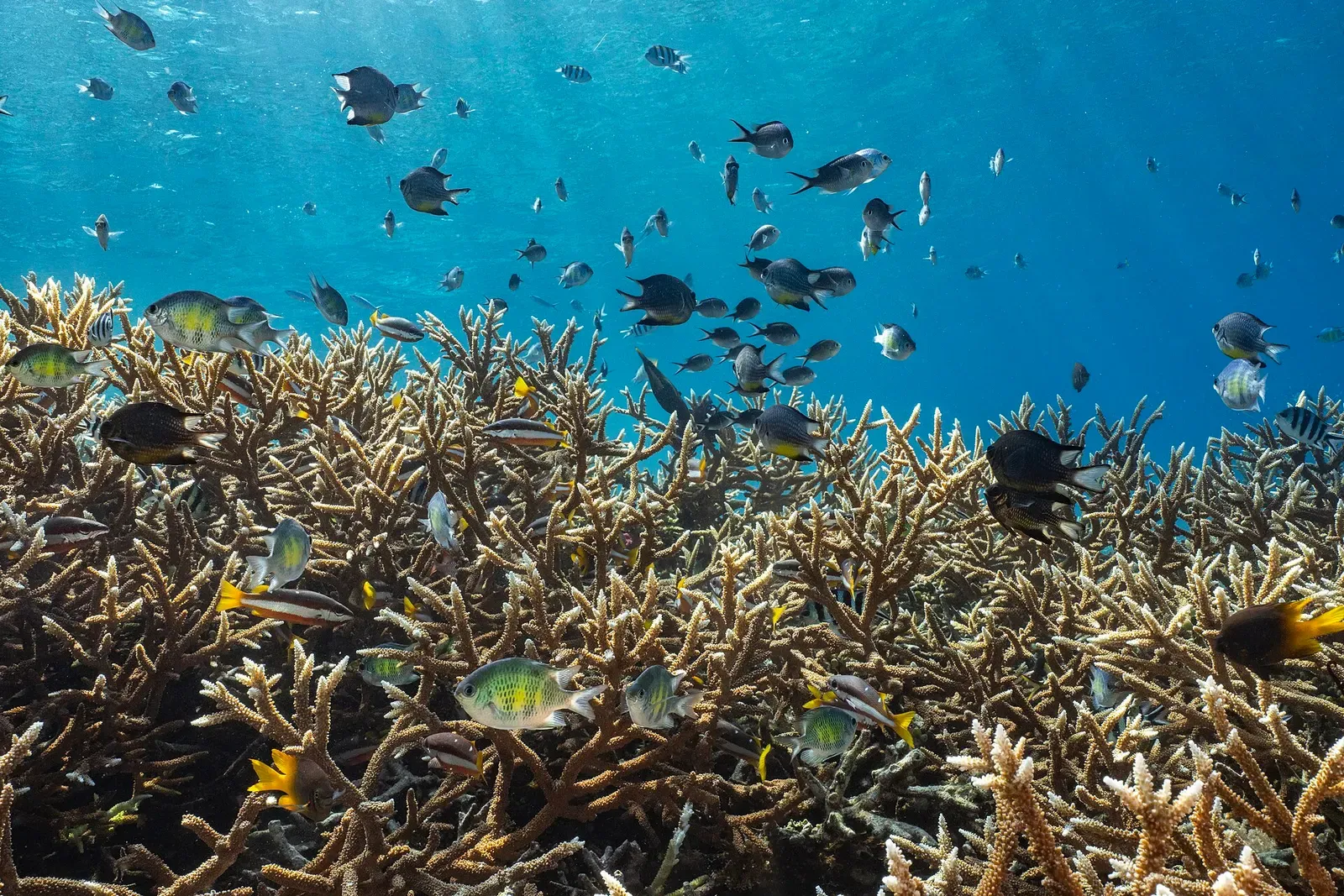 Sunlit staghorn coral bed with a school of small reef fish swimming above it