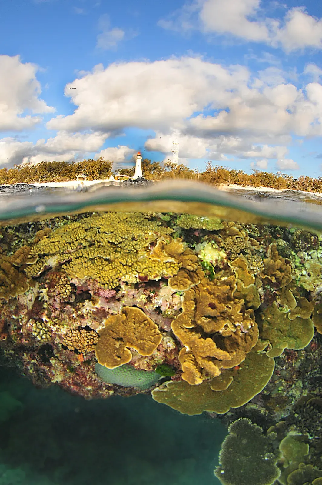 Split-level view showing the island's lighthouse above and hard coral below the waterline — Lady Elliot Island.