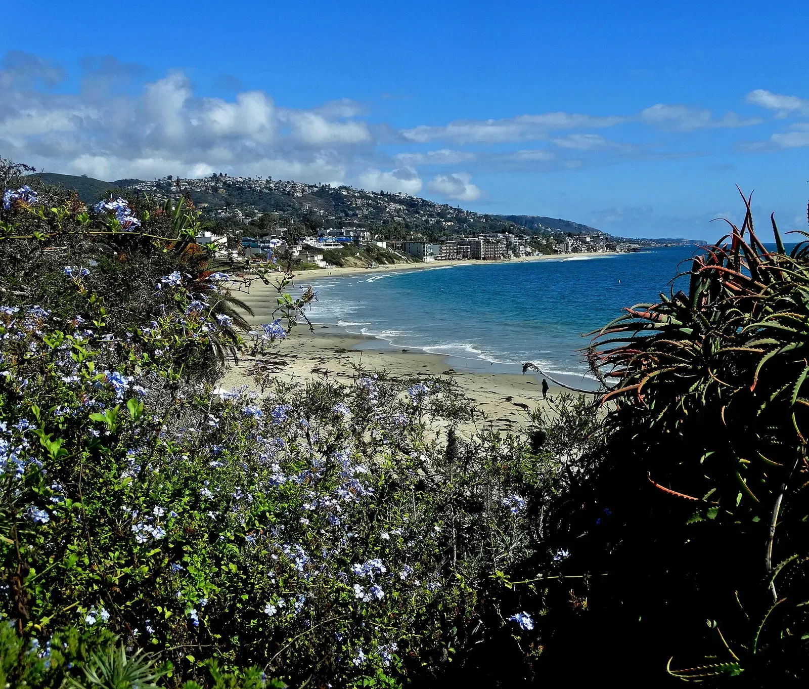 Cove and beach below flowering shrubs, with the Laguna Beach hillside and hotels beyond