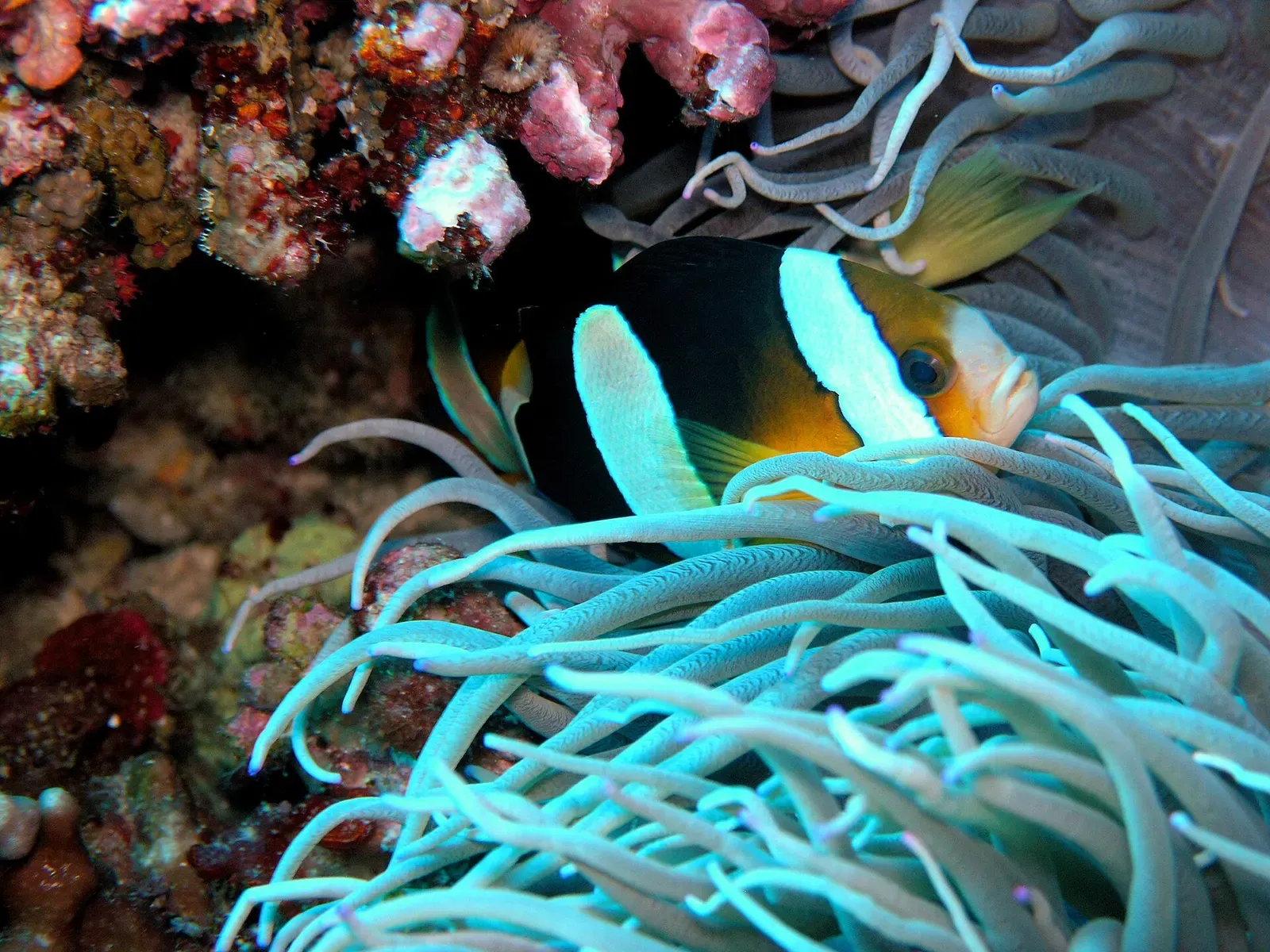 A striped anemonefish peers out from a cluster of pale teal anemone tentacles — Layang-Layang.