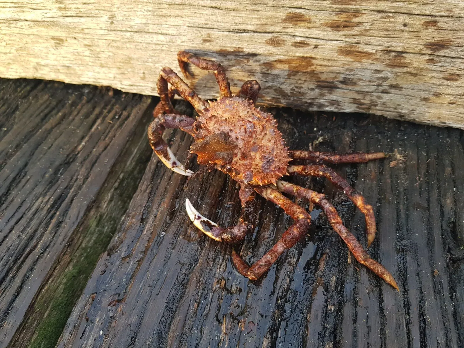 A giant spider crab clinging to a timber pier beam — Rye Pier, Port Phillip
