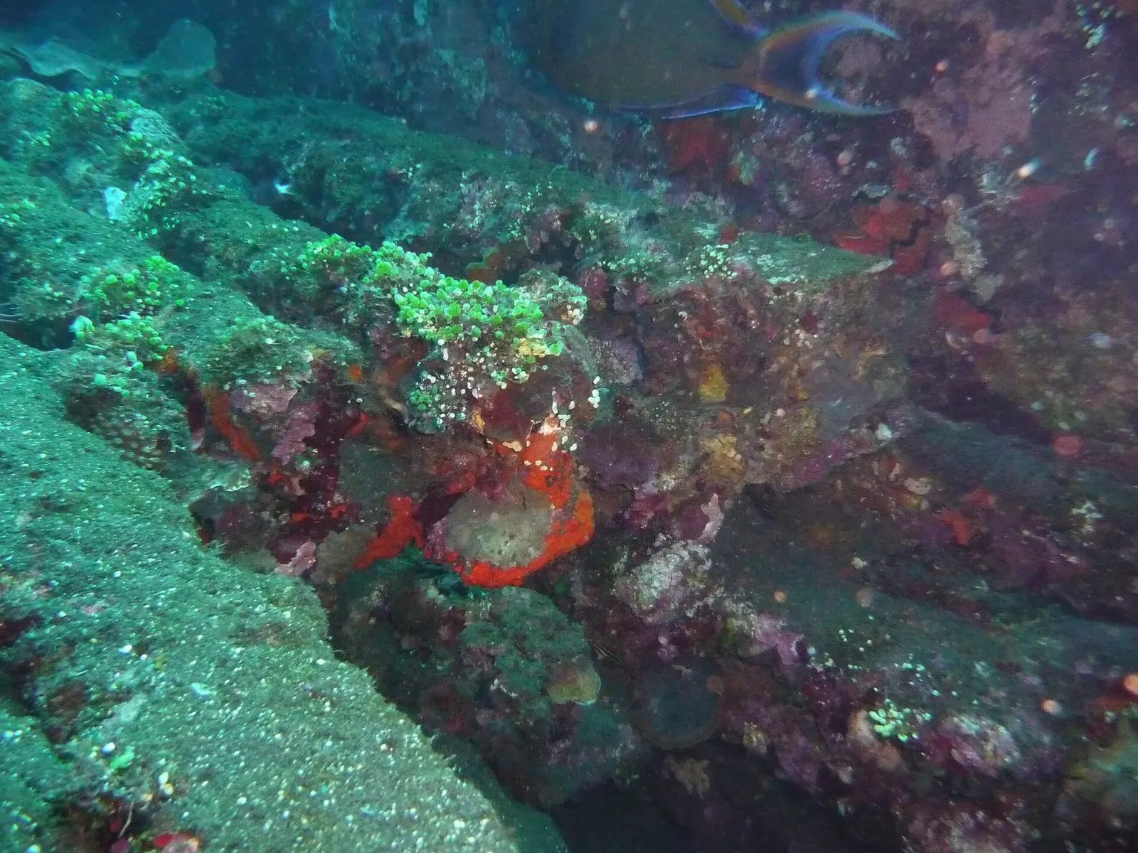 A rail on the USAT Liberty wreck at Tulamben, heavily encrusted with coral and sponge