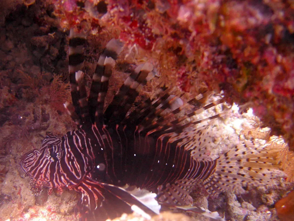 Lionfish with fanned spines resting against the coral at Fukui — Bunaken