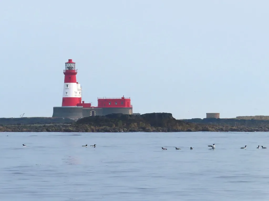 Longstone Lighthouse under a clear sky with seabirds swimming on the water in front of the reef — Farne Islands.