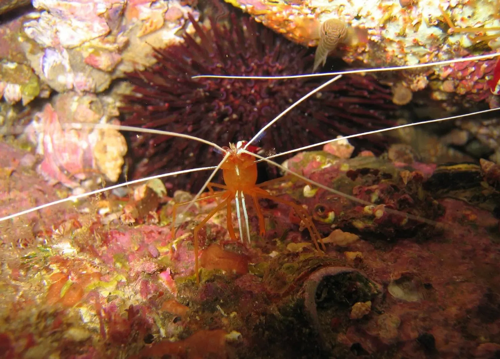 Orange cleaner shrimp with long white antennae in front of a purple sea urchin in a rock crevice — South West Rocks
