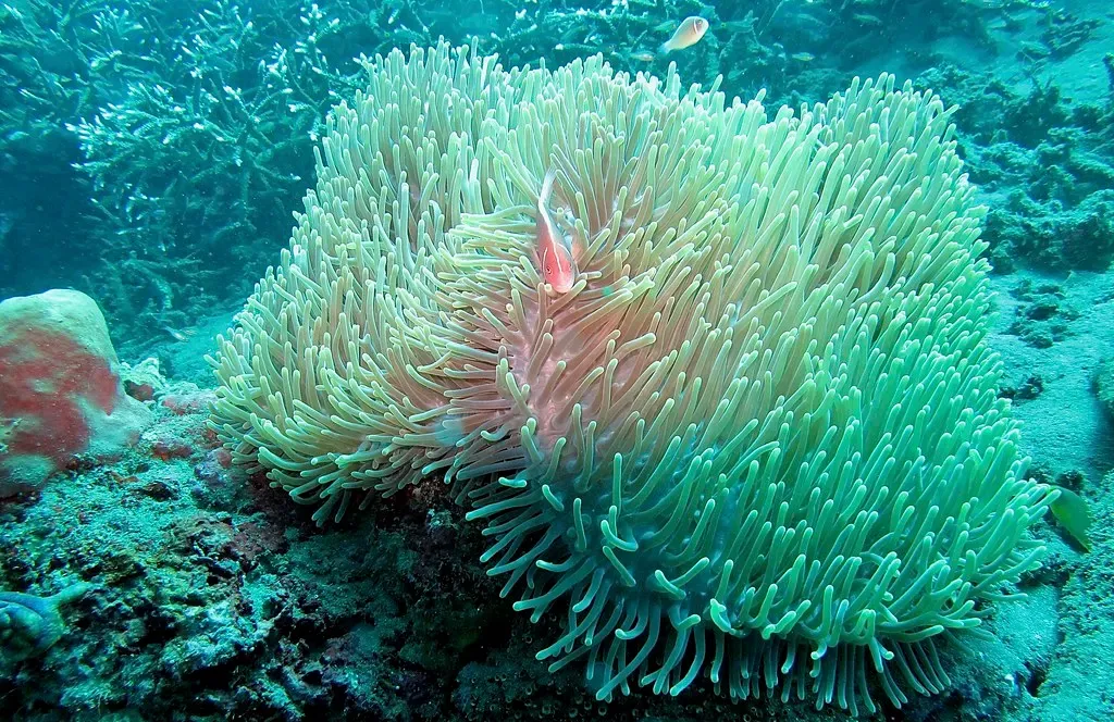 One pale orange anemonefish with a white stripe sheltering in a large green sea anemone — Jemeluk Wall, Amed.
