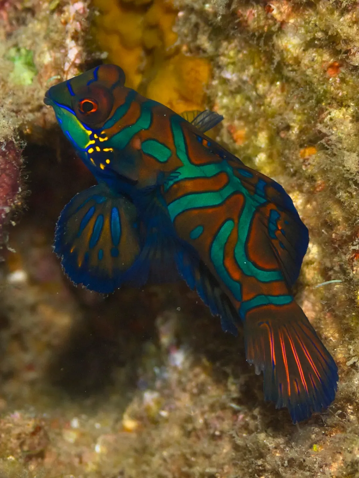 A mandarinfish rests head-up against algae-covered rock, its green, orange and electric-blue pattern lit by a strobe — Atmosphere, Dauin.