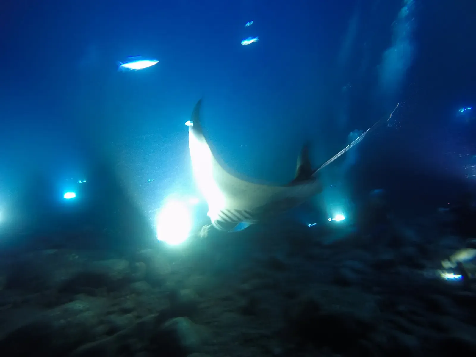 A manta ray banks through an underwater light beam, its pale belly and gill slits lit up against black water — Garden Eel Cove, Kona.