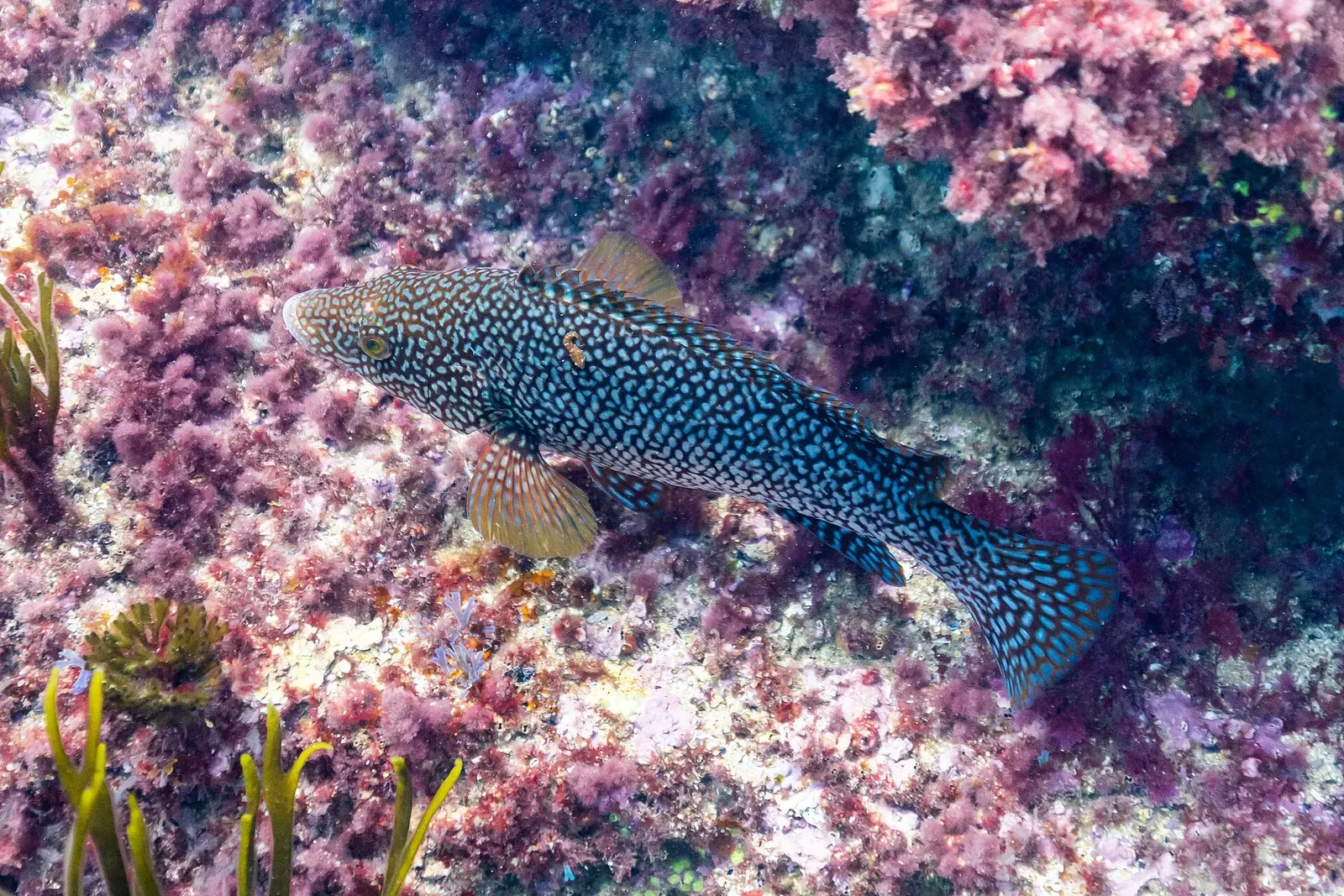 One mottled blue-green fish with pale spots rests on rock covered in pink and red algae — La Corbera, Santander & Isla de Mouro