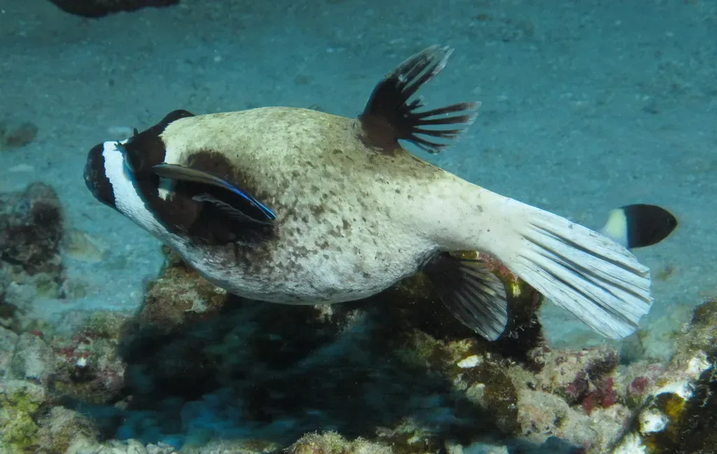 Masked puffer fish being cleaned by small cleaner fish over the reef — Gota Kebir, St John's Reefs