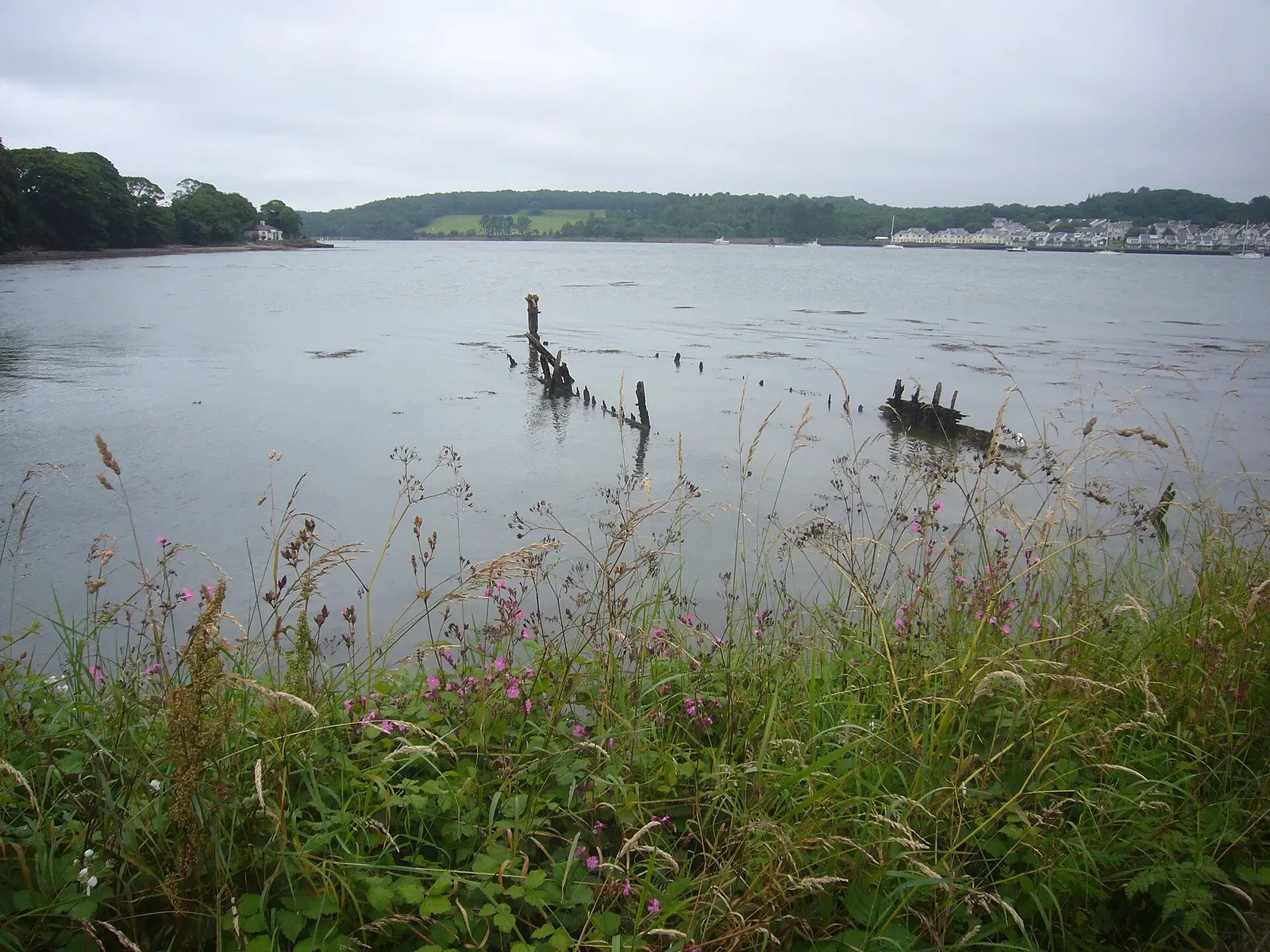 The broken timbers of a wreck rising from the grey water of a wide strait, wildflowers in the foreground — Anglesey