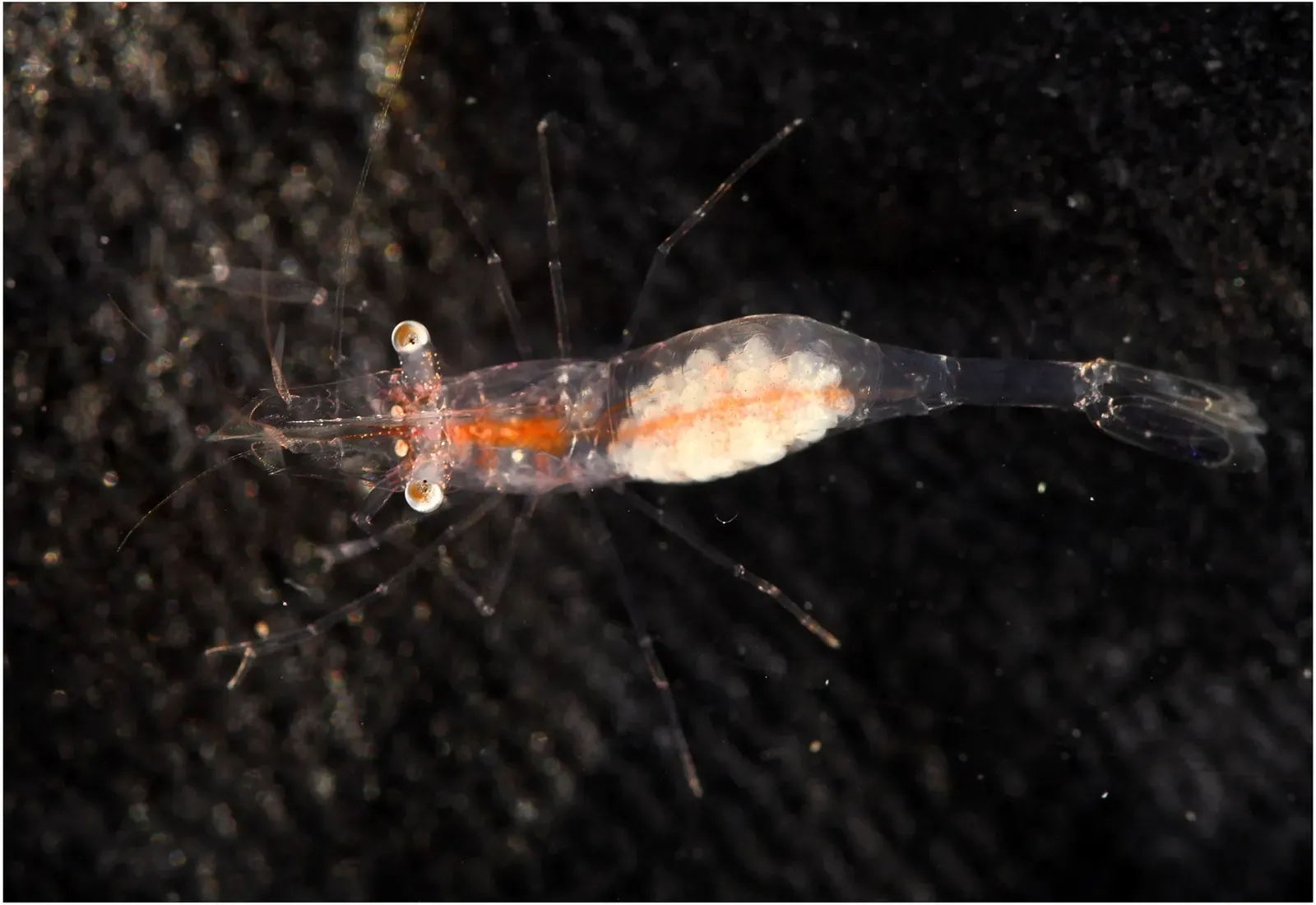 Translucent shrimp with orange-striped body and long white legs against dark water — Munseom, Jeju