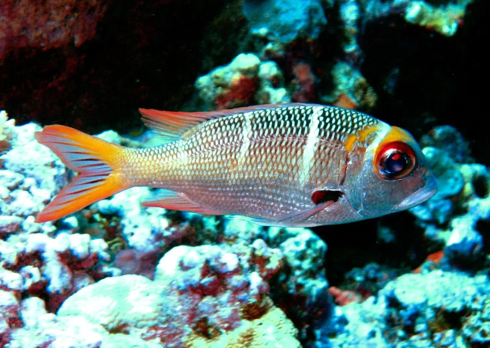 A red-eyed reef fish sheltering against red encrusting sponge at North Horn — Osprey Reef.