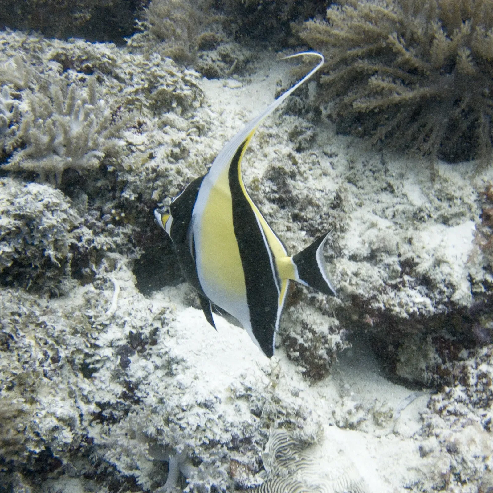 Moorish idol fish swimming over coral bommies — Wattabomi, Mnemba Atoll