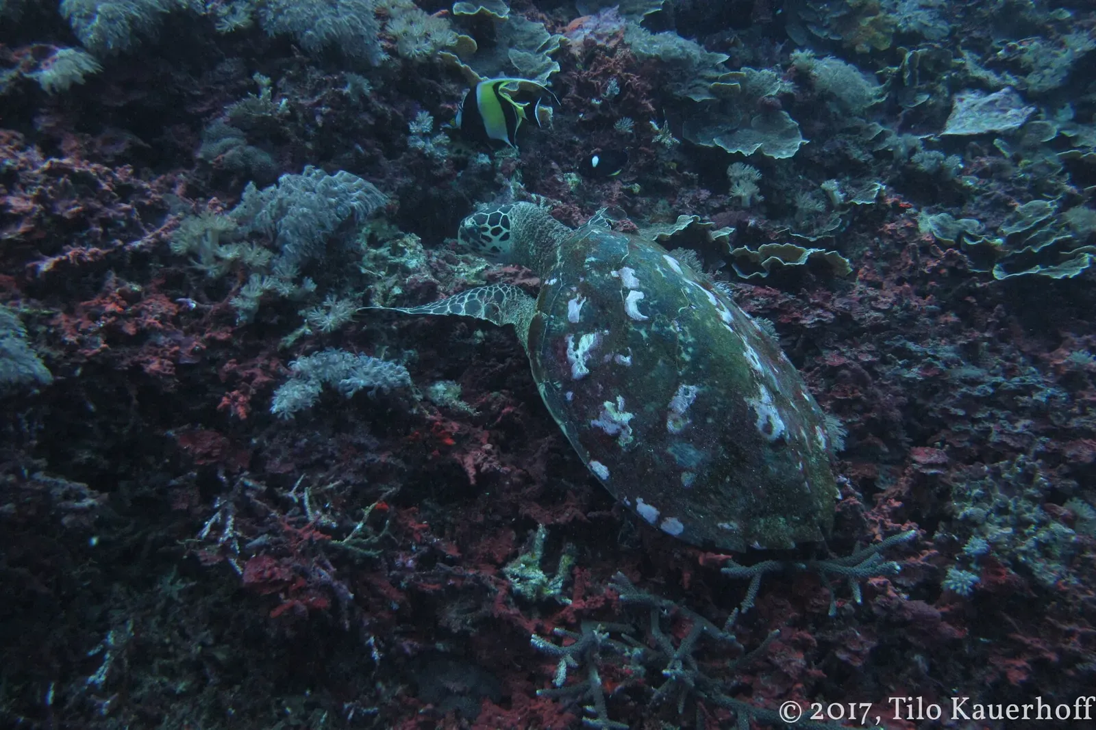 A green sea turtle grazing on the reef at Crystal Bay — Nusa Penida