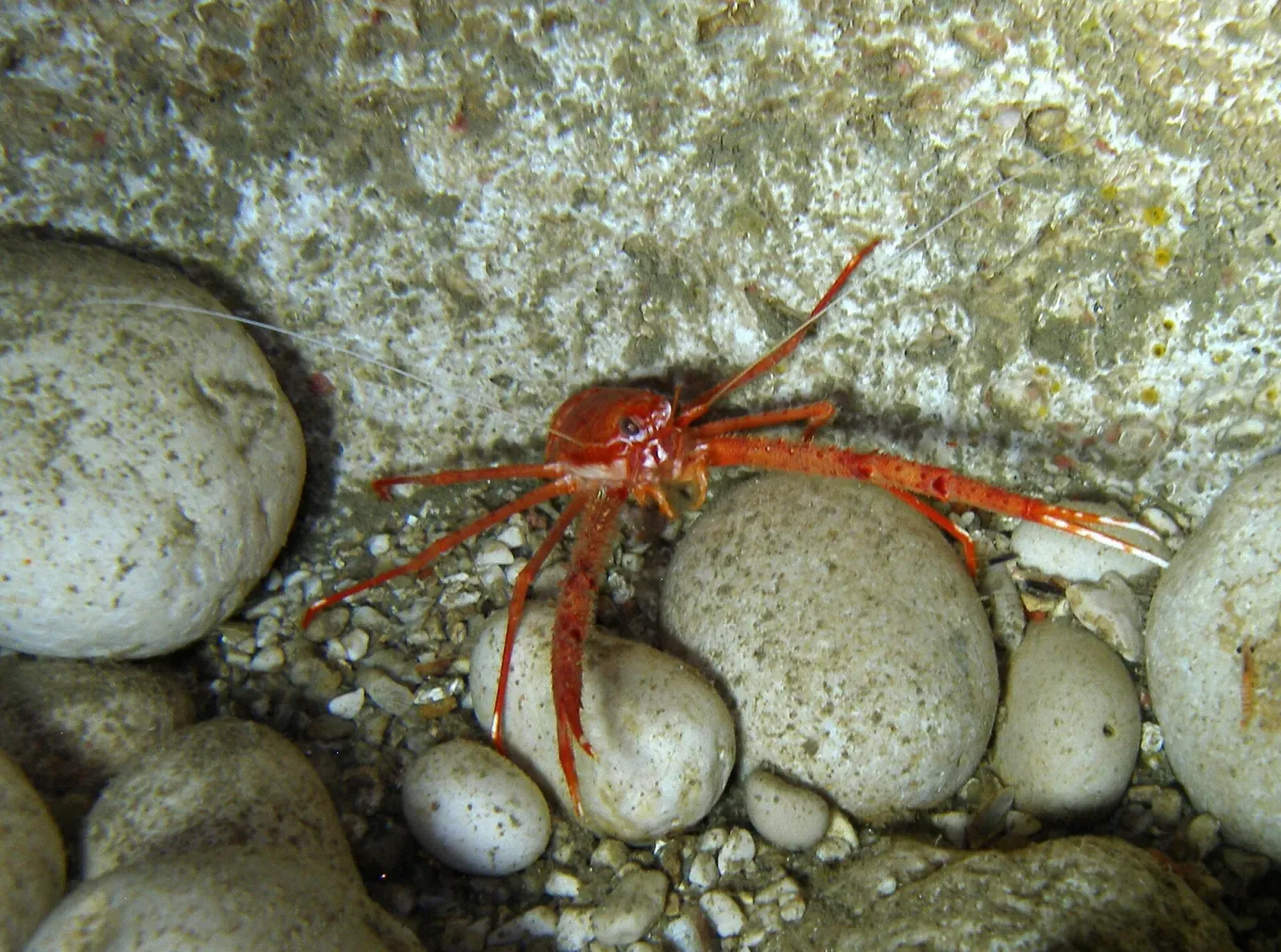 A red squat lobster perched on pale cobbles on the cave floor — Grotta di Nereo, Capo Caccia.