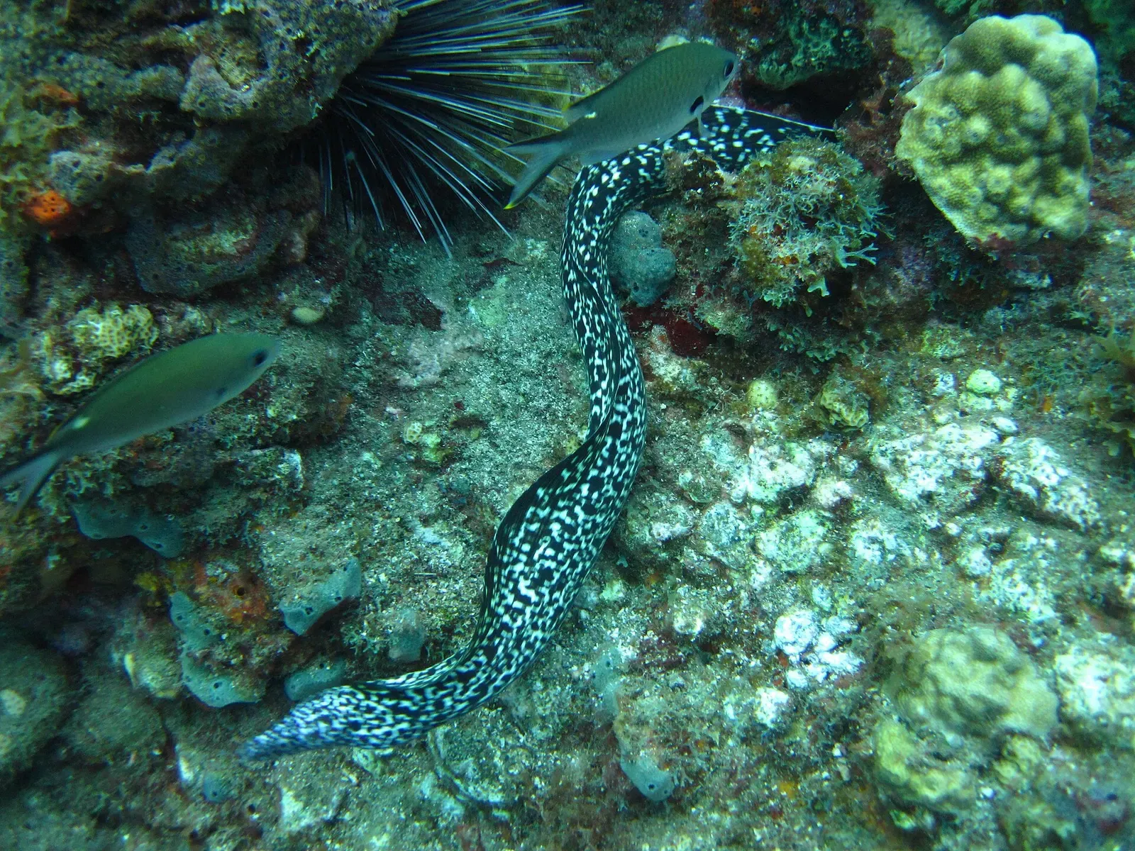A white eel with dark spots winds between coral heads, with a small grey fish and a black spiny urchin — Martinique