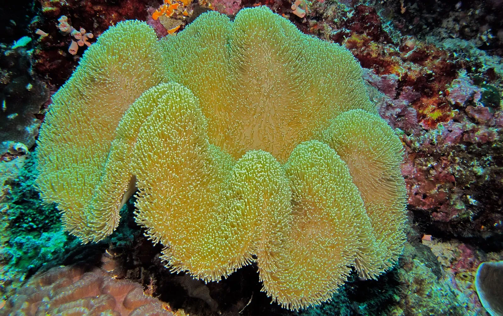 Green mushroom leather coral head close up on the Lekuan I reef — Bunaken