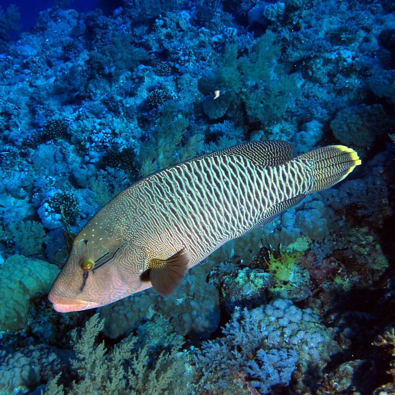 A large humphead Napoleon wrasse cruising over the reef — Big Brother Island, Brothers & Daedalus