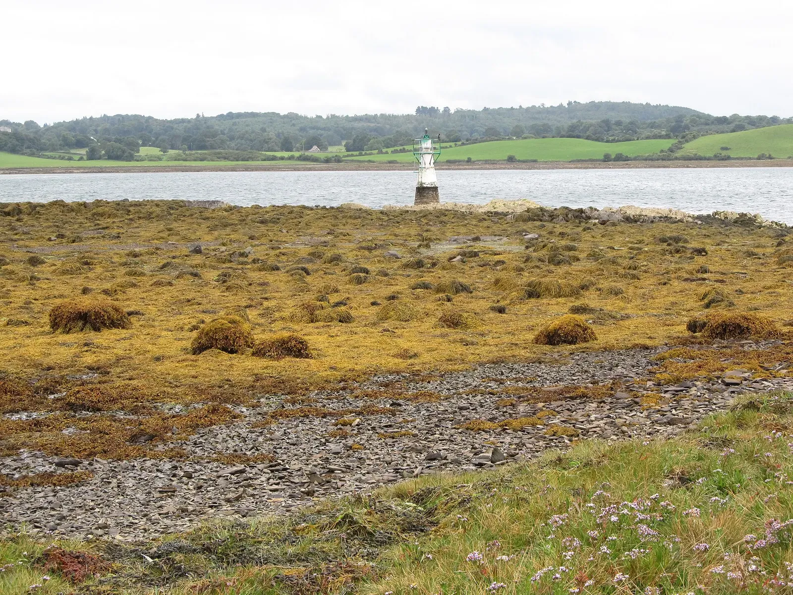 A small white navigation beacon on a low point of weed-covered rocks, with calm water and green fields beyond — Ballyhenry Drop-Off, Strangford Lough
