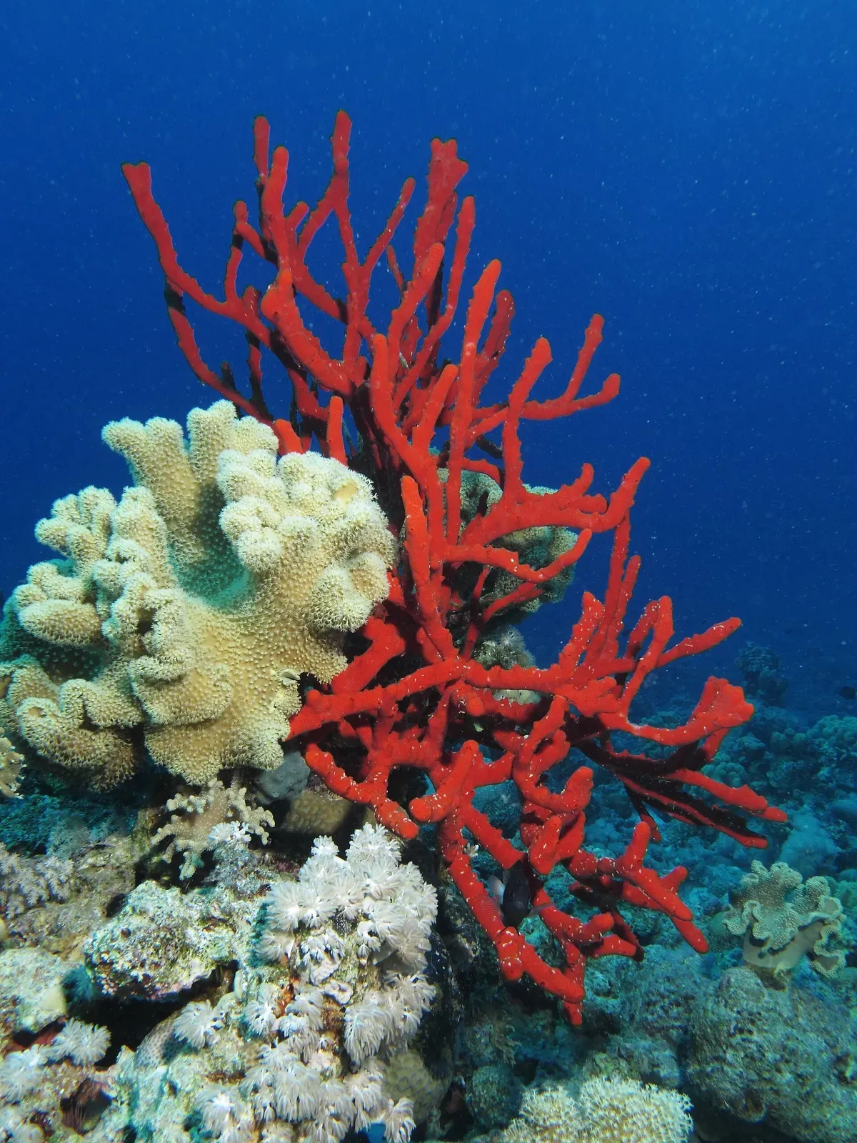Bright red branching sponge growing beside pale coral heads on the reef — Shaab El Erg, Hurghada & El Gouna