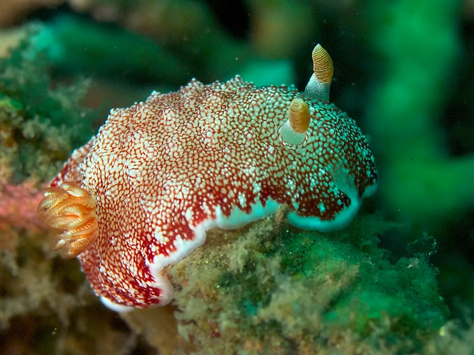 A red and white speckled nudibranch with yellow gills crawls over encrusted reef rock — Dauin.