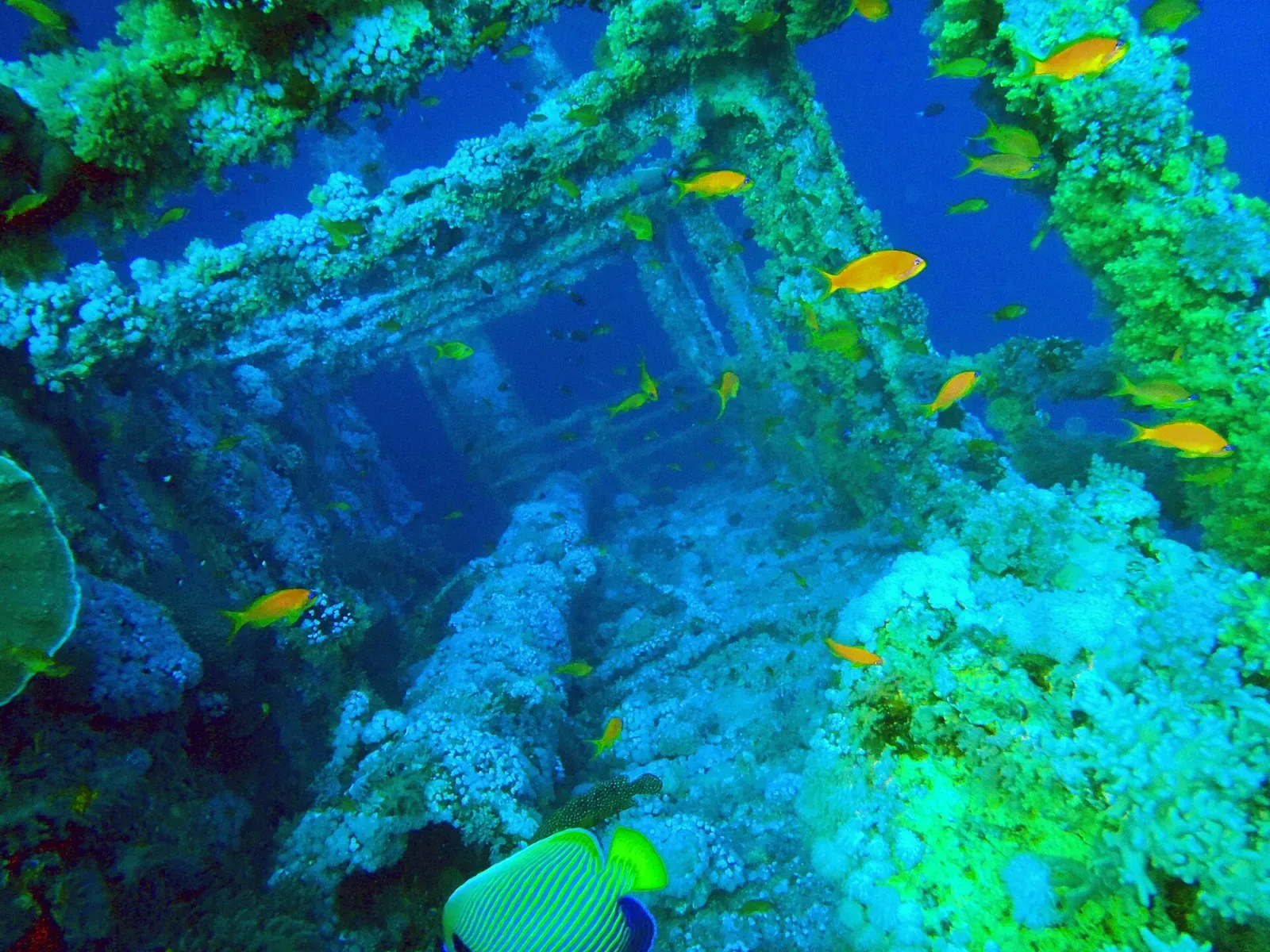 Reef fish swarm the sunken superstructure of the Numidia wreck at Big Brother Island — Brothers & Daedalus