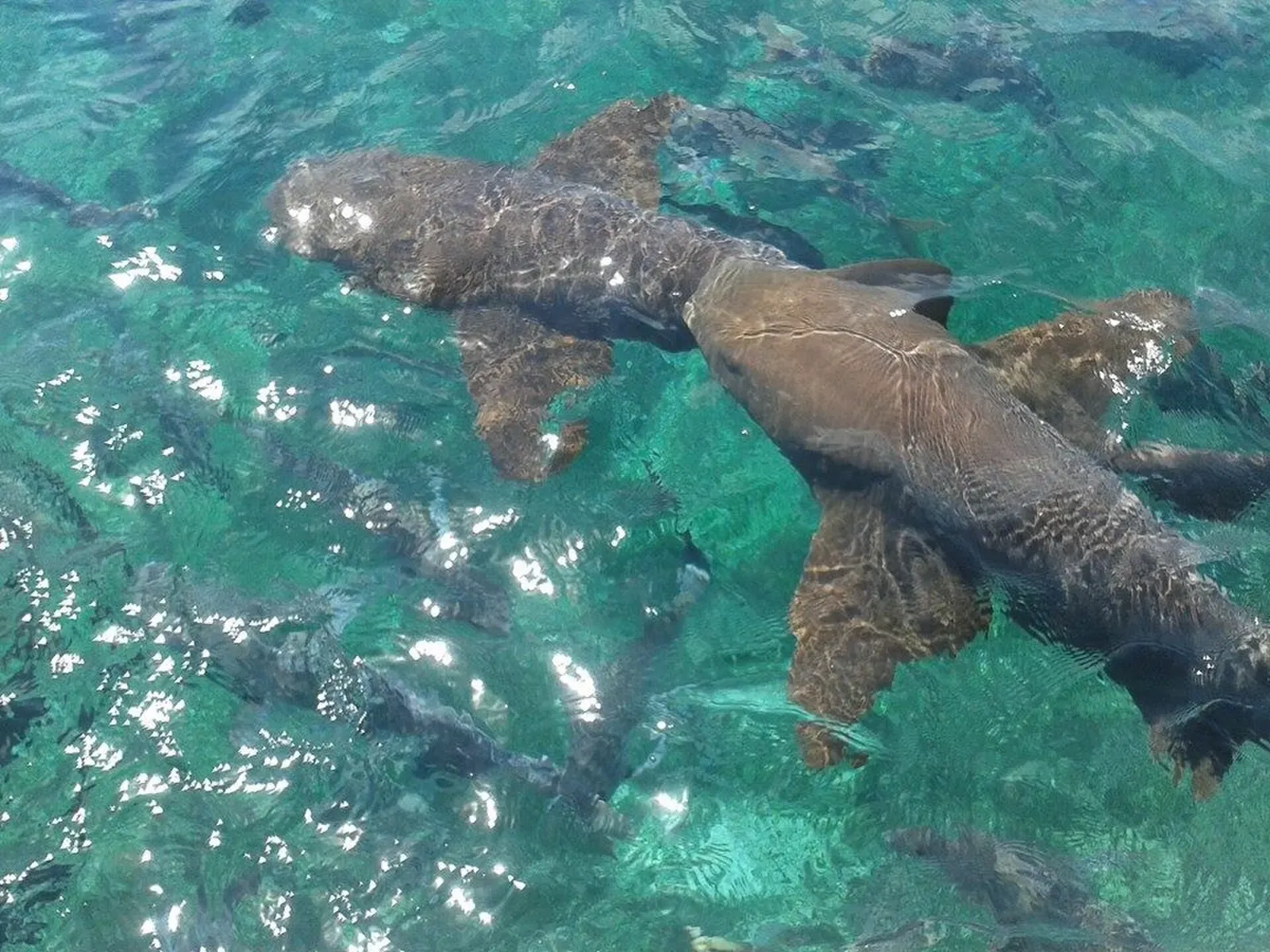 Two nurse sharks swimming close to the surface in the clear water of Hol Chan — Hol Chan Marine Reserve, Belize Barrier Reef.