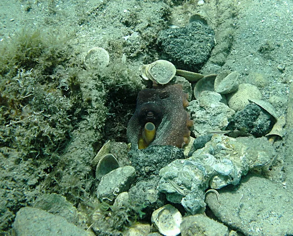 An octopus peering out from a den made of shells and rubble — West Bridge Span, Blue Heron Bridge