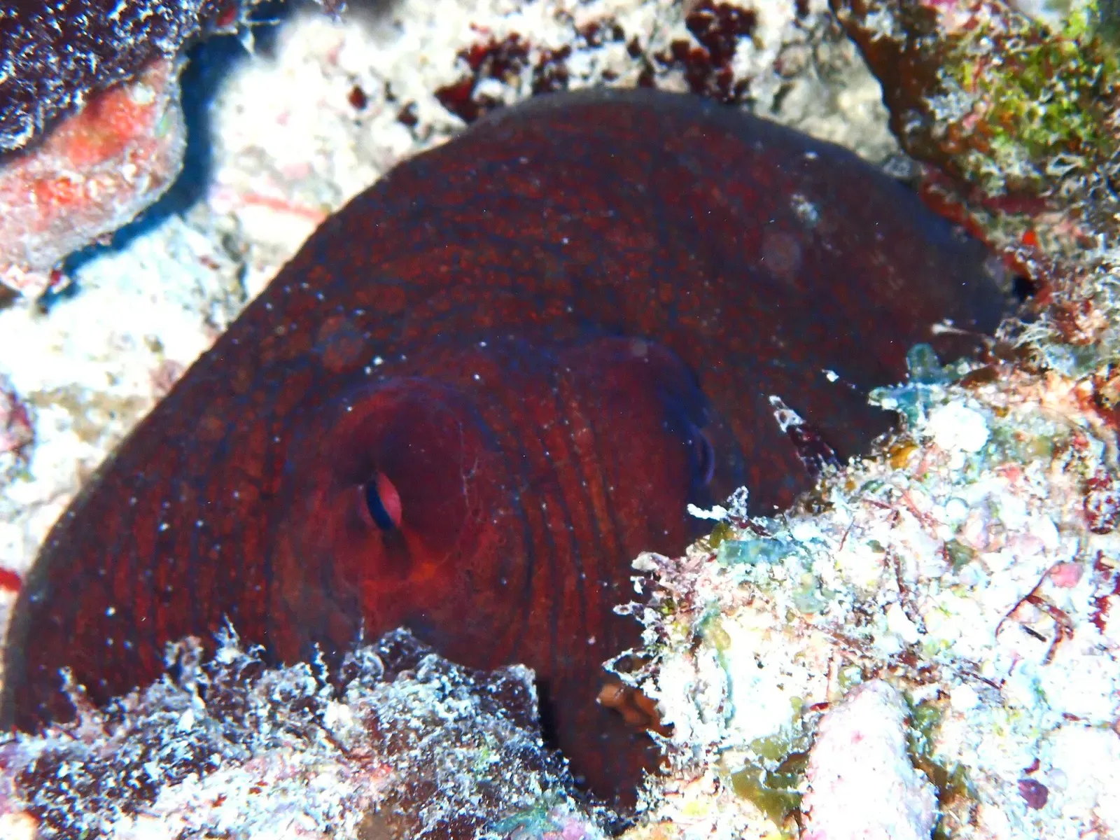 A deep-red day octopus rests camouflaged against the coral reef — Maaya Thila, Ari & Rasdhoo Atolls.