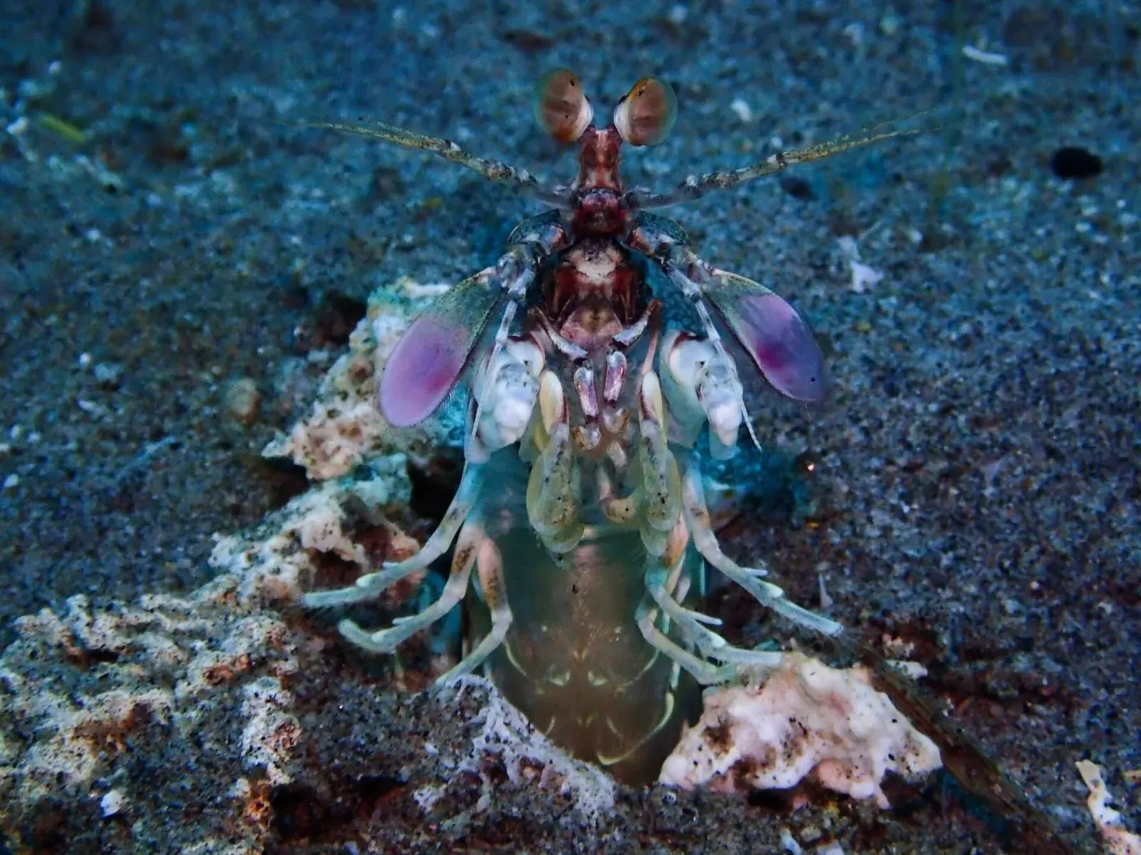 A pink-eared mantis shrimp with purple-tipped antennal scales stands at its burrow entrance — Lipayo Point, Dauin.