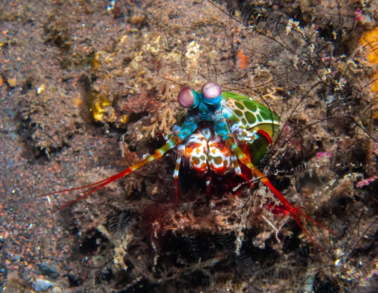 Peacock mantis shrimp with iridescent eyes emerges from a coral rubble burrow — Tulamben