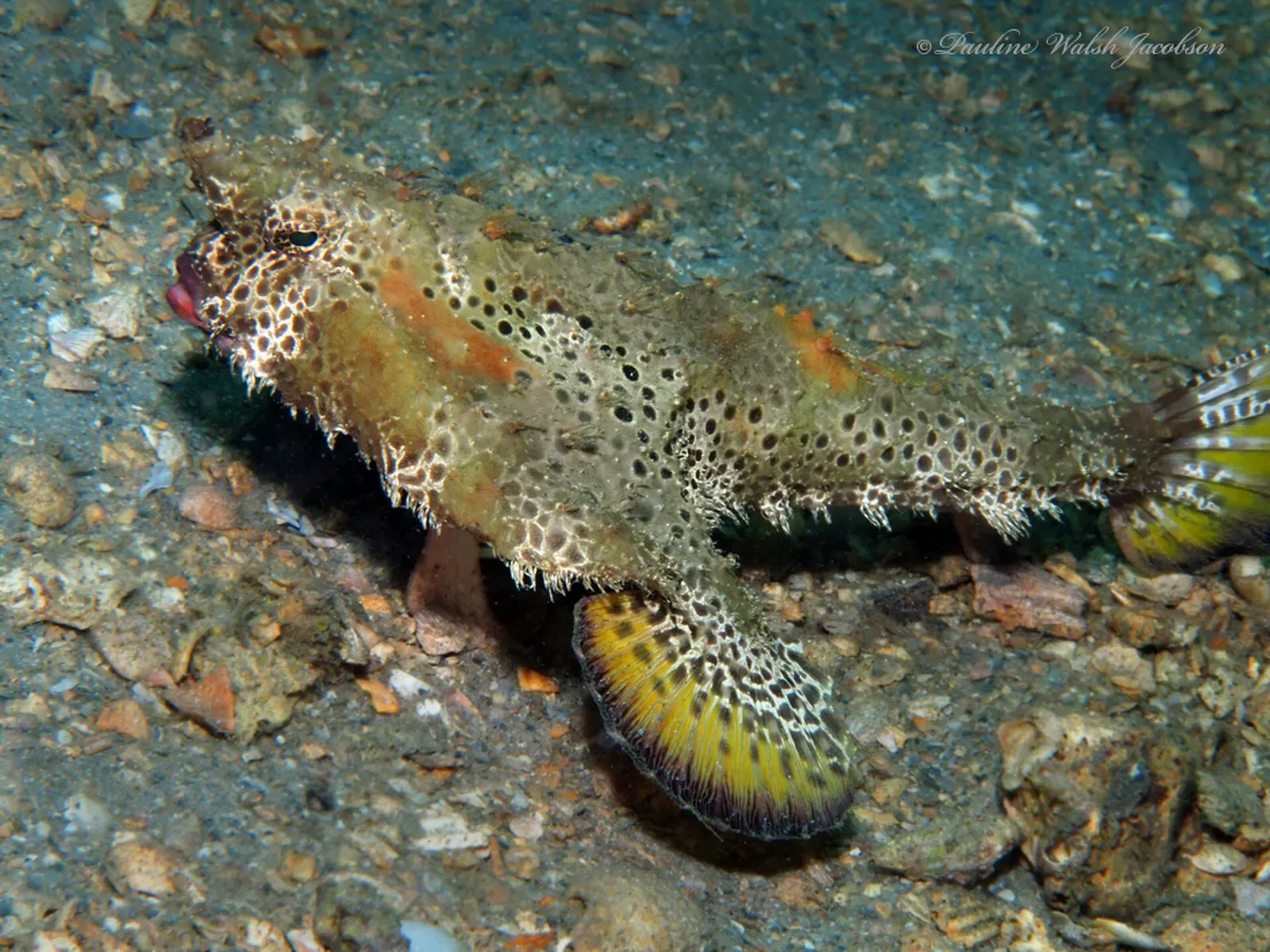 A flat, warty polka-dot batfish with a yellow underside resting on sandy bottom — East Bridge Span, Blue Heron Bridge