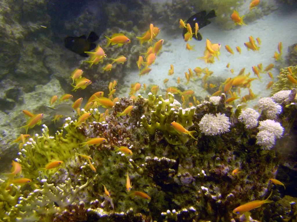 A cloud of orange anthias fish over coral pinnacles at The Islands — The Islands, Dahab