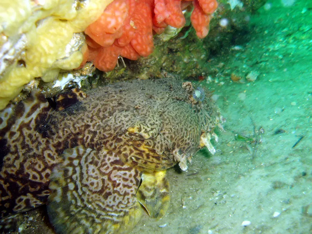 Leopard toadfish with mottled brown pattern under orange and yellow sponges — St. Andrews State Park Jetties, Panama City Beach