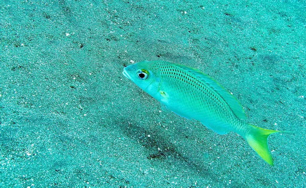 One pale green fish with a yellow tail swimming over a sandy bottom — Jemeluk Bay, Amed.