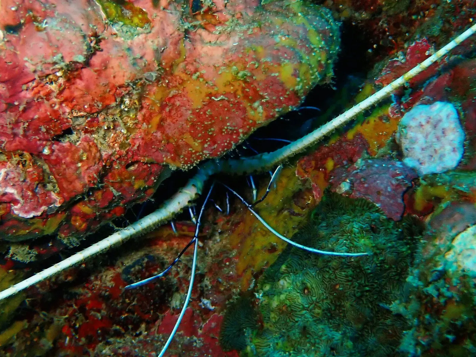 Spiny lobster with long antennae tucked into a colorful sponge-covered crevice — Koh Bida Nok, Koh Phi Phi