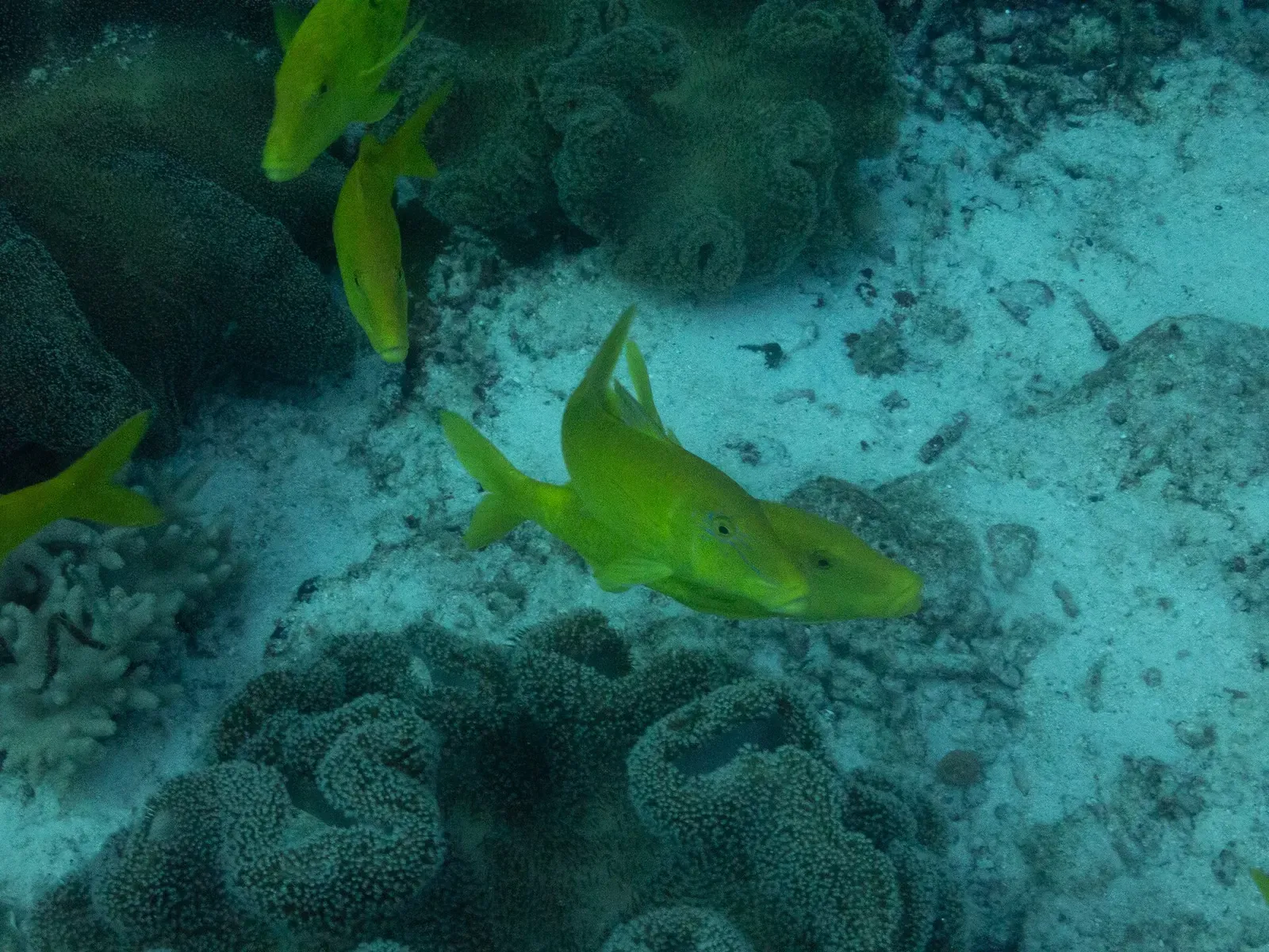 A goldsaddle goatfish swimming close to the reef at Cape Kri — Raja Ampat.