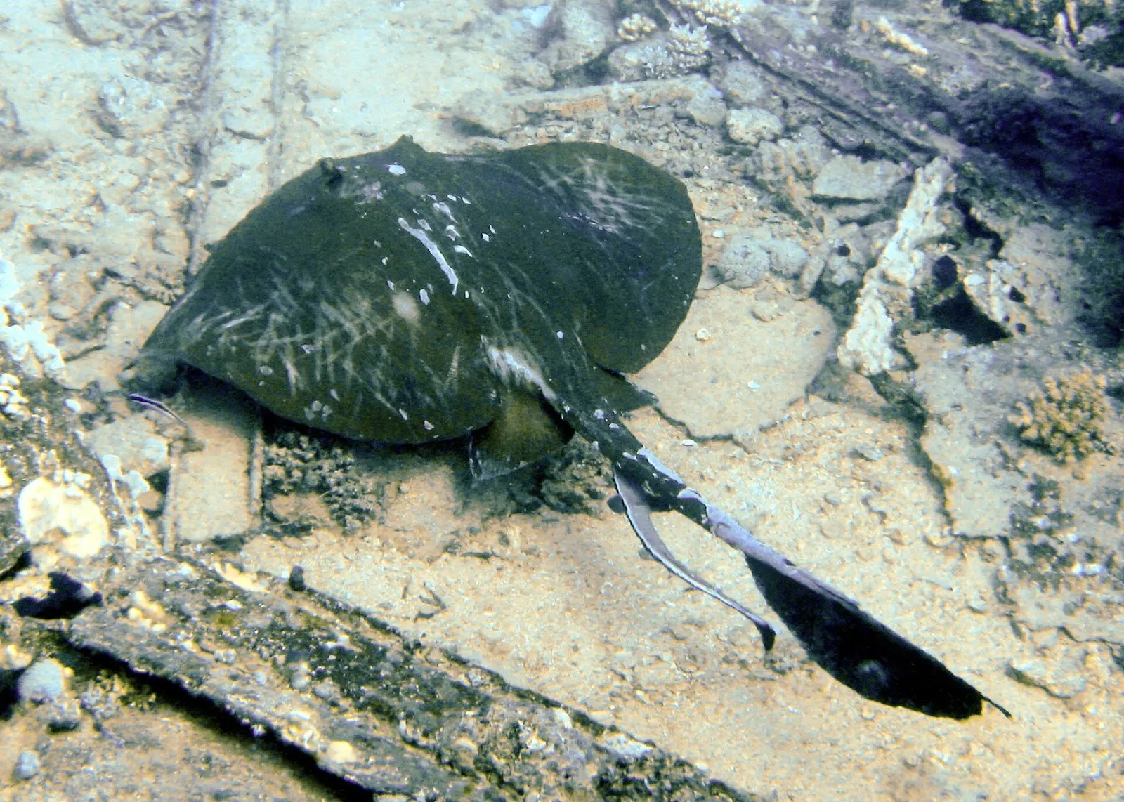 A cowtail stingray resting on sand near coral at Yolanda Reef — Sharm El Sheikh.