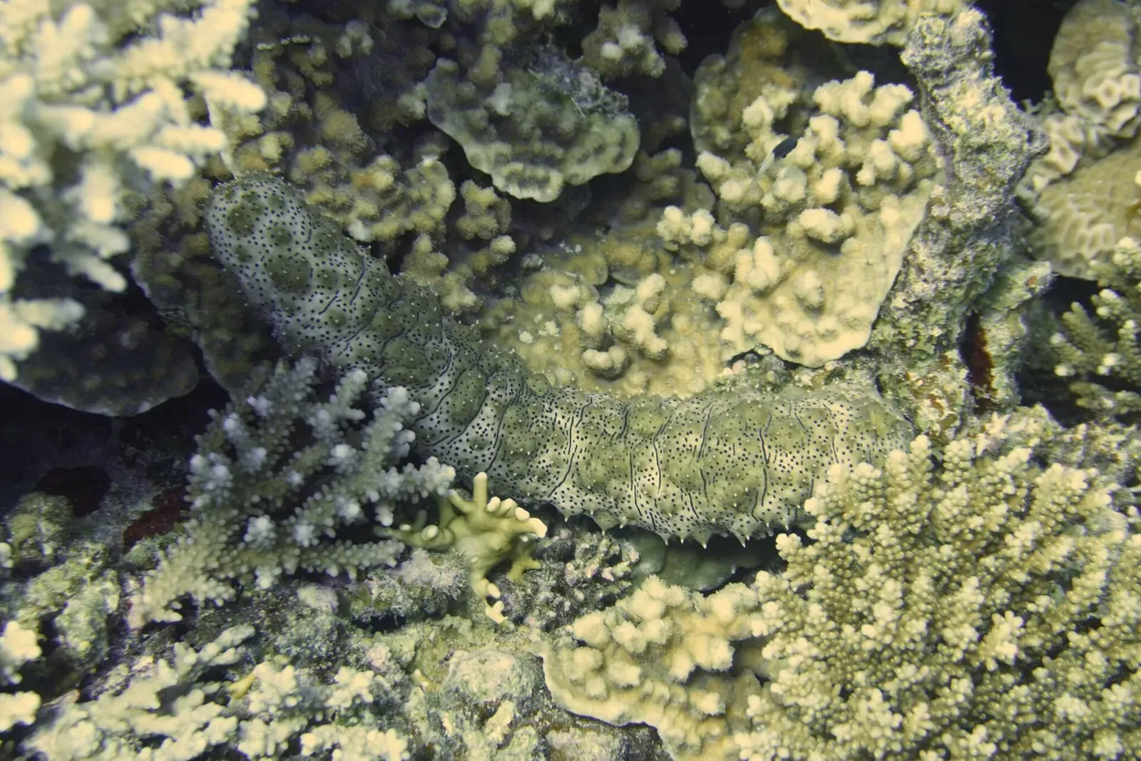 A long mottled sea cucumber lying among pale branching and plate corals — Fanous East, Hurghada & El Gouna