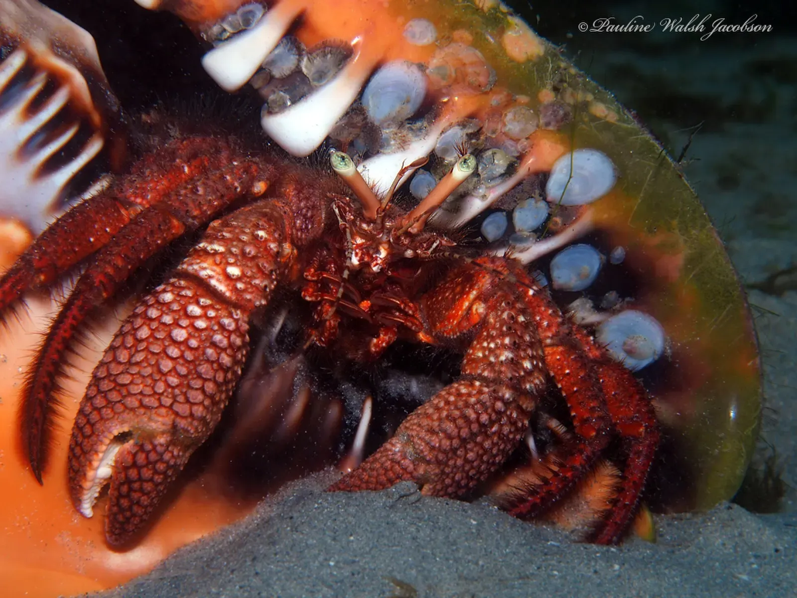 Giant hermit crab in a large shell on sand, with red-mottled claws and stalked eyes — Blue Heron Bridge