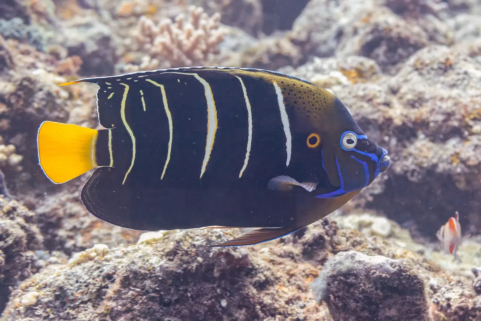 Goldtail angelfish with pale vertical bars and a yellow tail swimming over coral rubble — Nosy Be