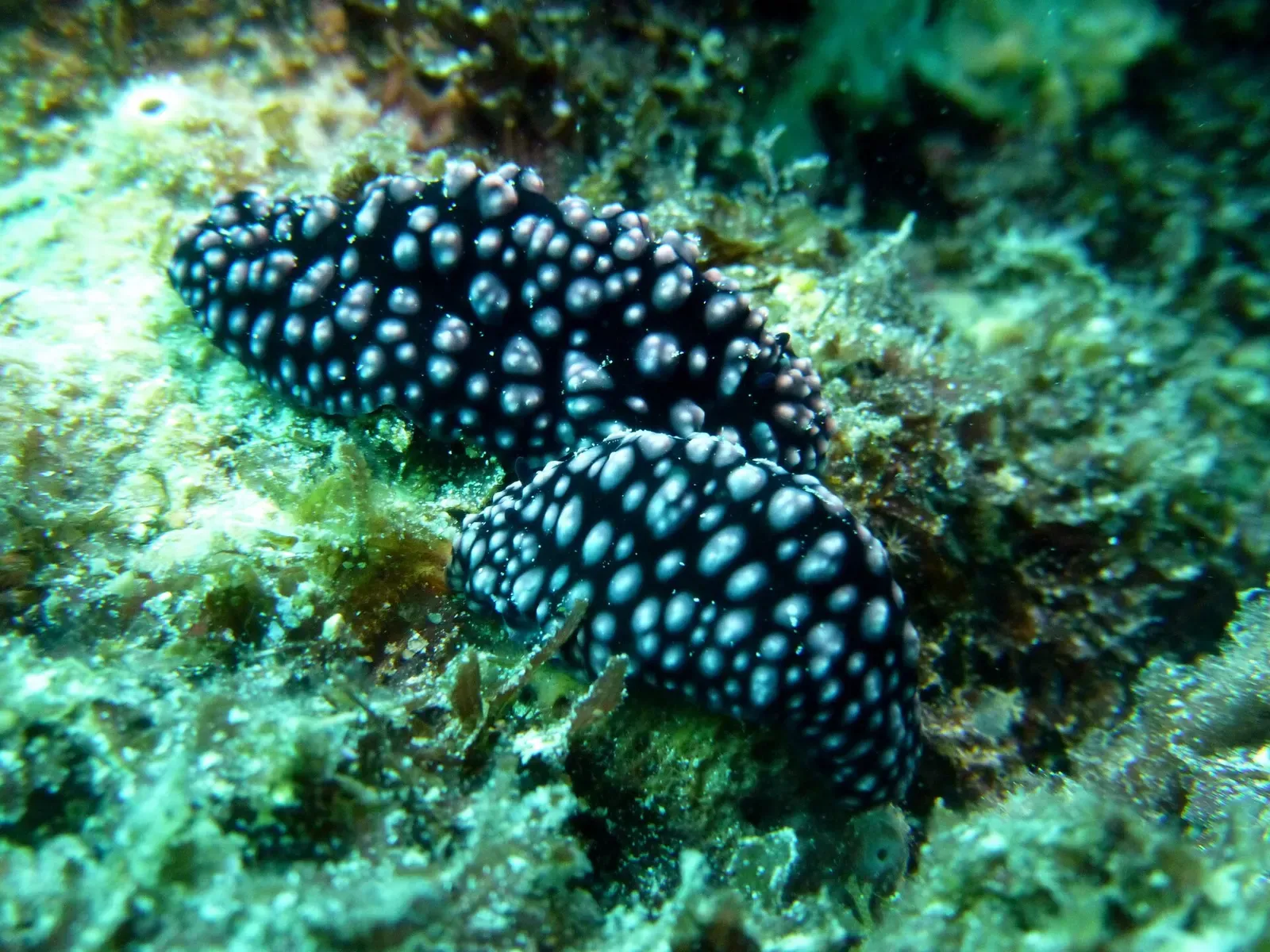 A black nudibranch with blue-white tubercles crossing coral rubble at Cabilao