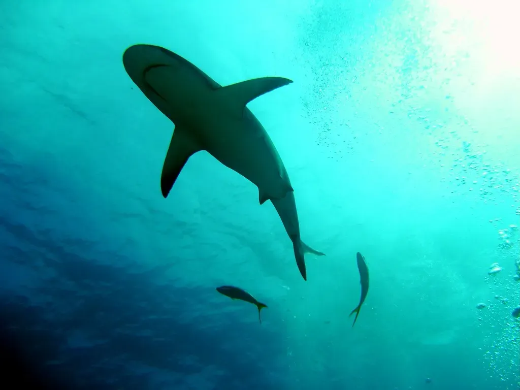 A Caribbean reef shark glides overhead in silhouette, flanked by two small jacks — Exuma Cays.