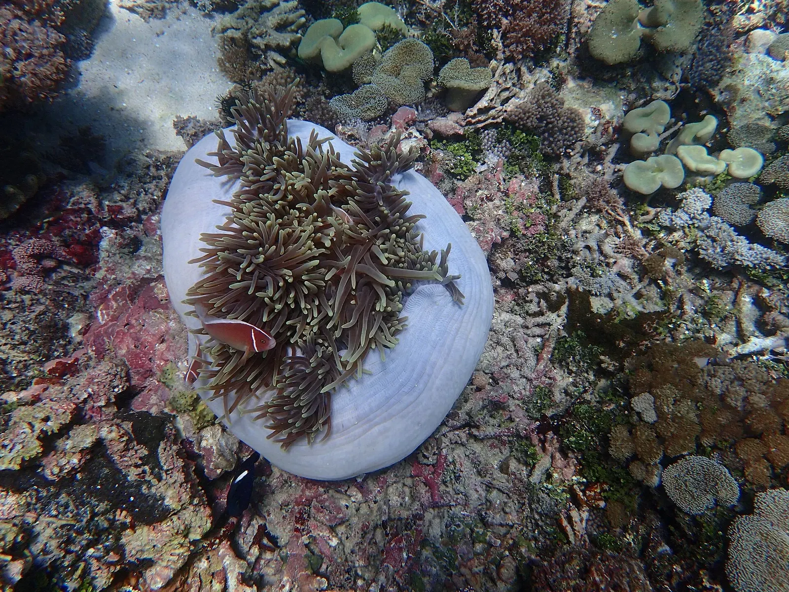 A pink anemonefish shelters in a pale sea anemone on a shallow reef at Pink Beach — Komodo.